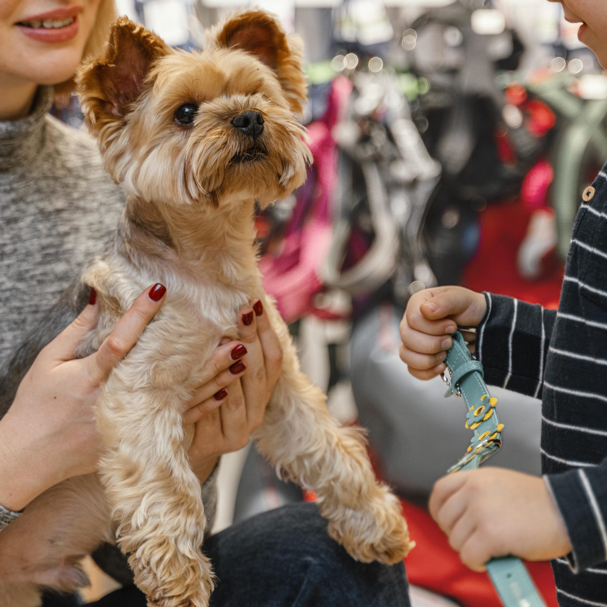 cute-little-dog-with-owners-pet-shop.jpg