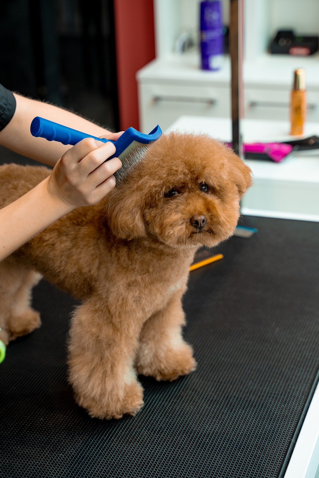 Grooming of fluffy maltipoo. Using animal deshedding brush to remove tangles and lose dog hair. Groomer is improving health condition of pet coat