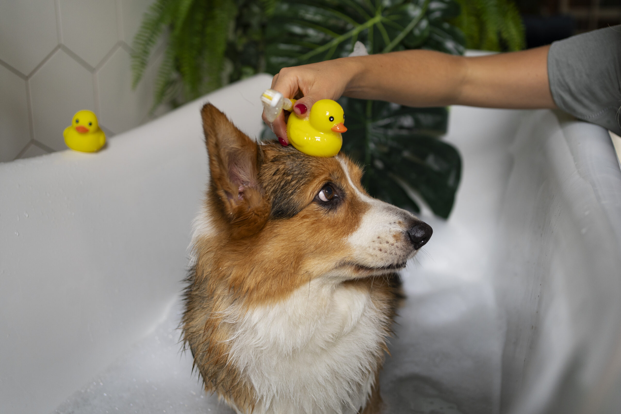 washing-pet-dog-home (2).jpg